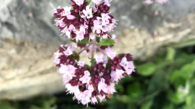 Der Wilde Oregano