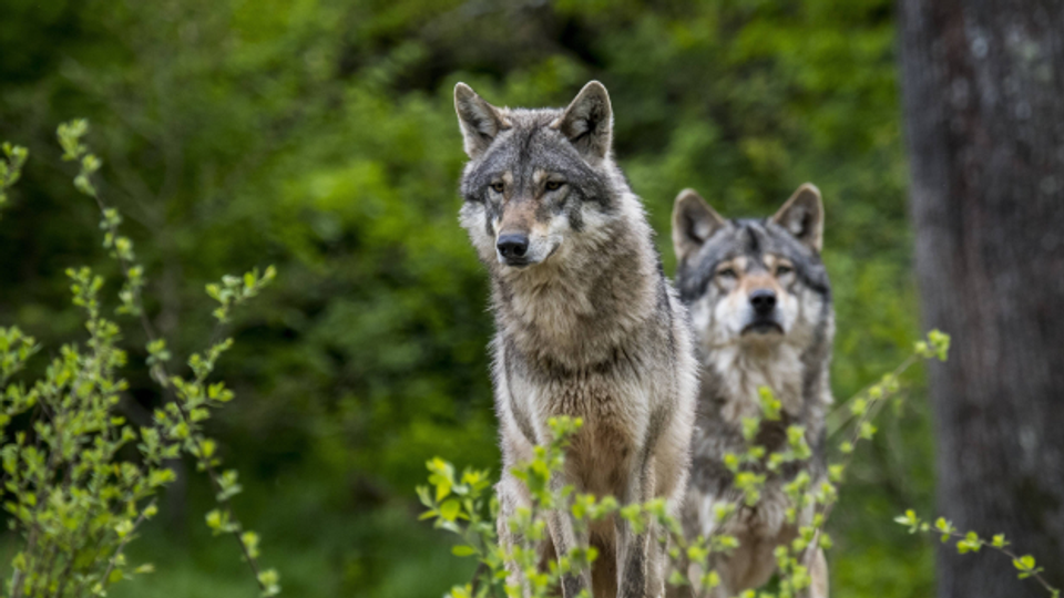 Sollen Wölfe in der Schweiz präventiv abgeschossen werden?
