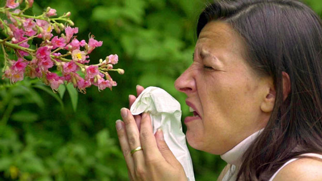 Wenn aus Heuschnupfen Asthma wird