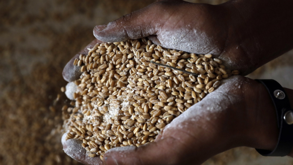 Export von Getreide aus der Ukraine harzt