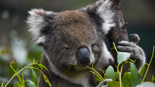 Australien: Zahl der vom Aussterben bedrohten Arten steigt