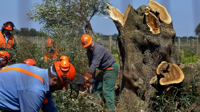 Olivenbaum-Sterben: Bakterium greift die Wurzeln einer Region an.