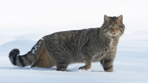 Die Europaische Wildkatze Ist Das Tier Des Jahres Radio Play Srf