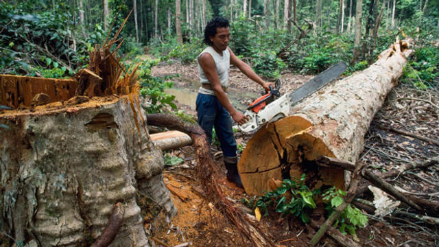 Archiv: Die Abholzung im Amazonas geht ungebremst weiter