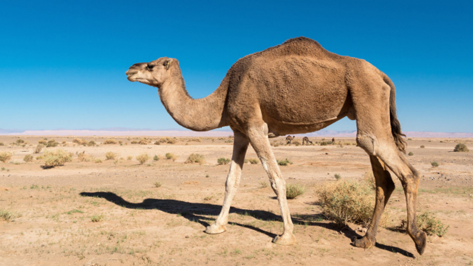 Kamele, Dromedare und die Polarisierung der Gesellschaft