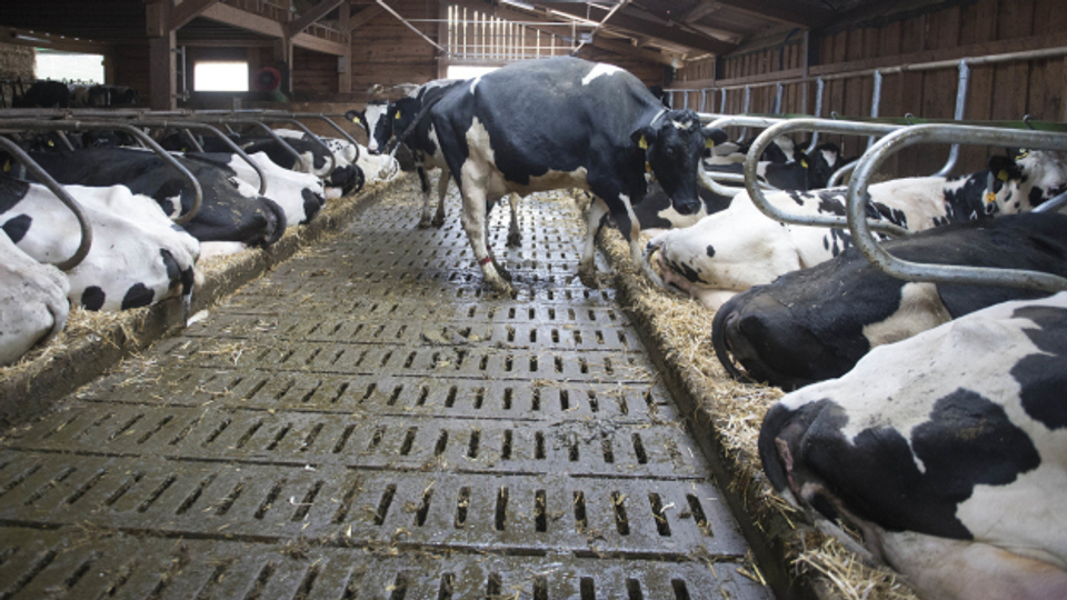 Branche: Milch- und Fleisch könnten klimafreundlicher sein