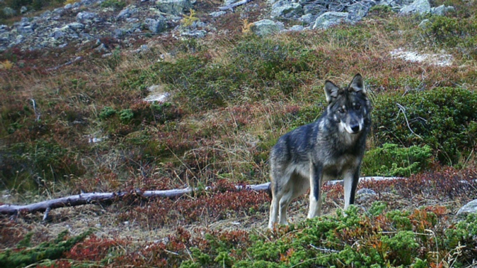 Freiwilligenorganisation bewacht Herden vor Wolf