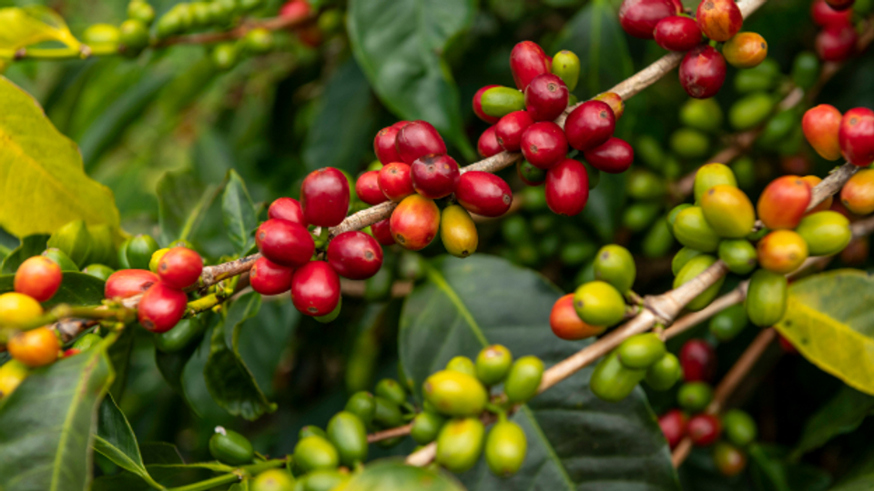 Kaffee: Wer profitiert vom Boom?