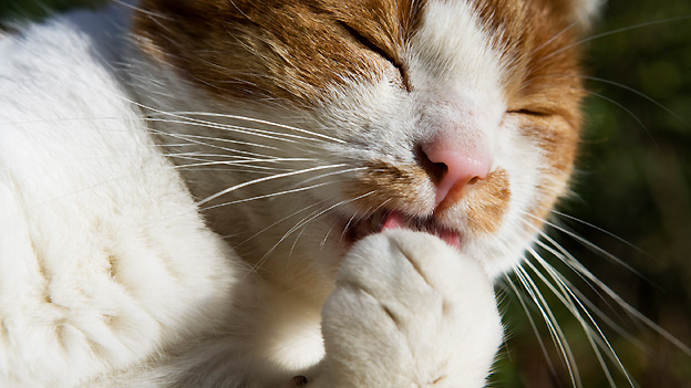 kaffeesatz und tonic gegen unerwunschte katzen im garten radio play srf